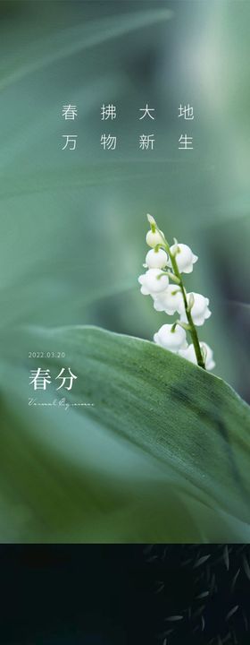 春分节气系列海报