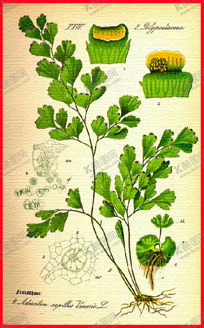 编号：28292204010839255555【酷图网】源文件下载-花卉花语清新植物