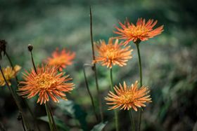 菊花