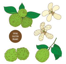 植物线稿