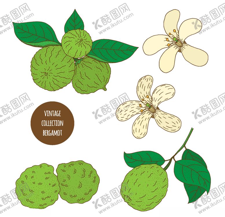 编号：82711207050203027641【酷图网】源文件下载-植物线稿