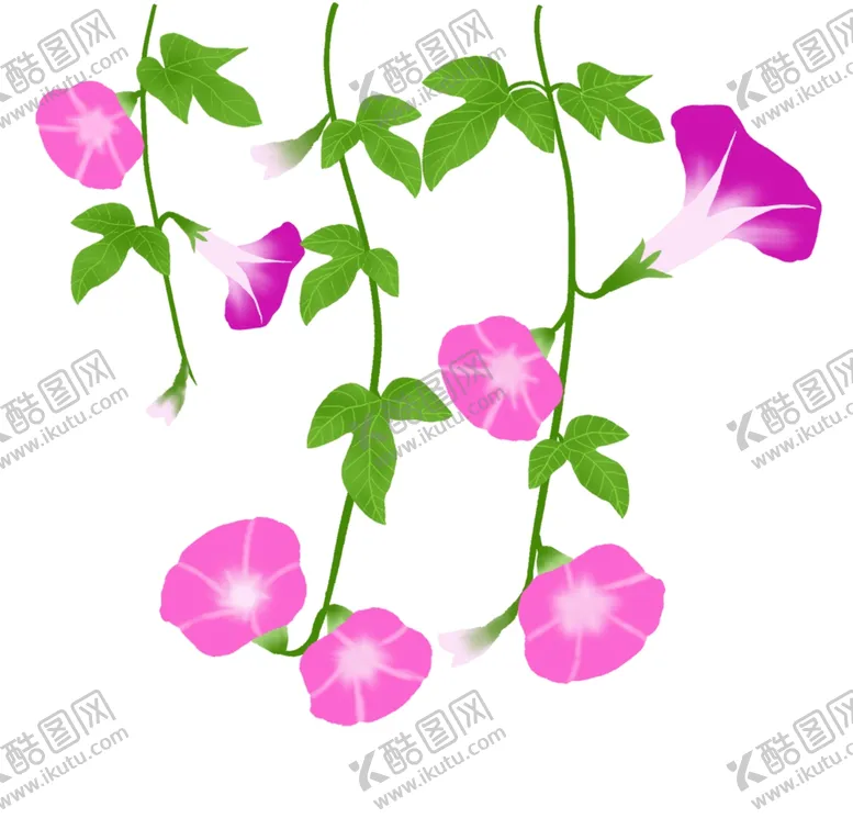 编号：75969604200513337449【酷图网】源文件下载-手绘牵牛花