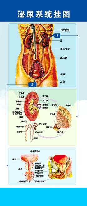 碎石科泌尿系统挂图