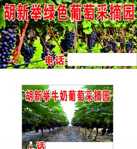 葡萄采摘园葡萄广告