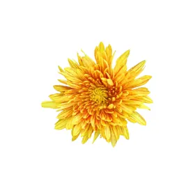 菊花素材