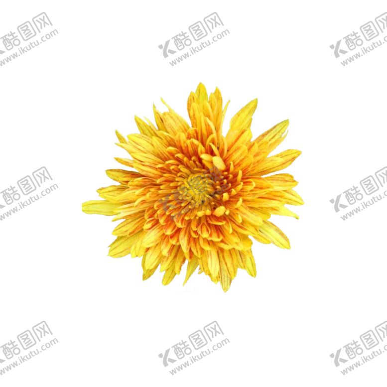 编号：99262907010641418290【酷图网】源文件下载-菊花素材