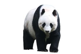 动物大熊猫