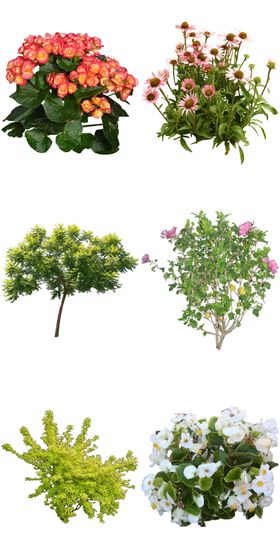 园林绿植花卉