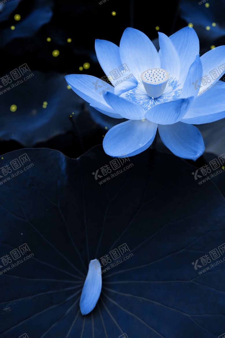 编号：58253010080112526669【酷图网】源文件下载-荷花