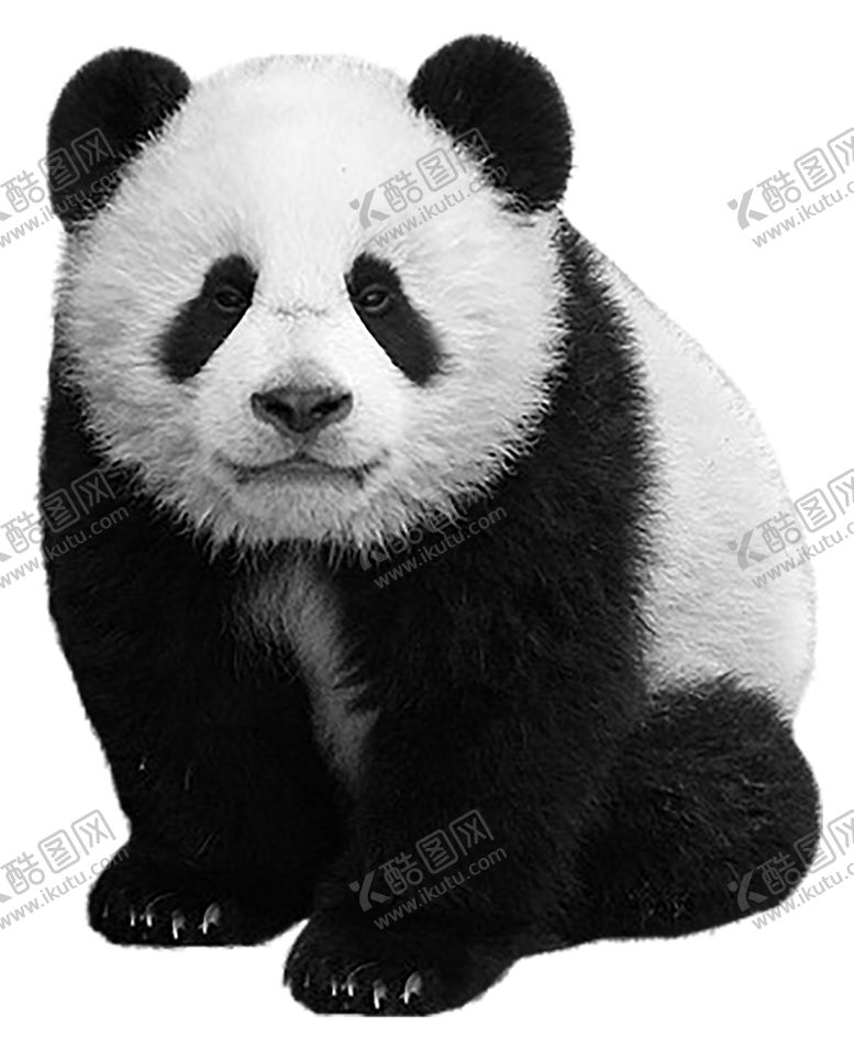 编号：79316509231028162364【酷图网】源文件下载-熊猫