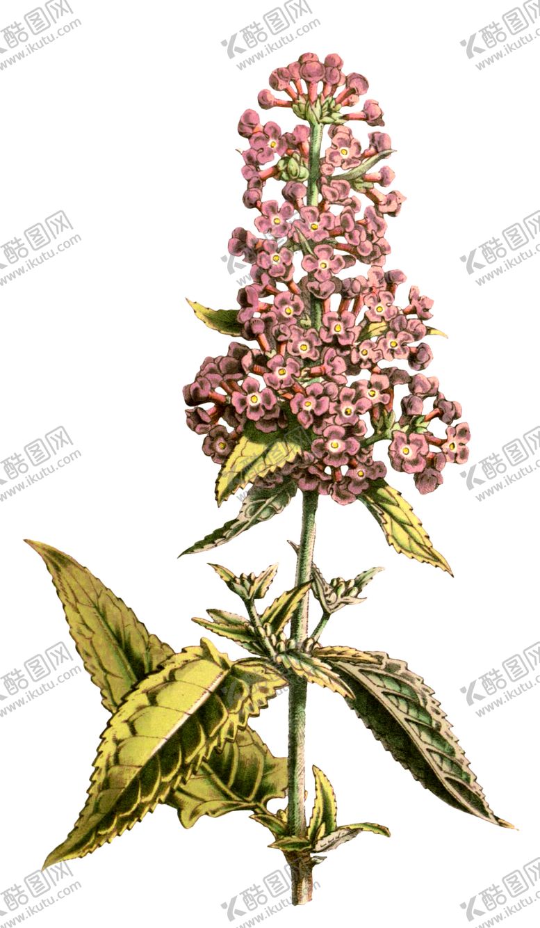 编号：41766610080444519269【酷图网】源文件下载-复古花朵植物图案