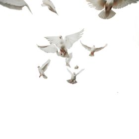 飞翔的鸽子