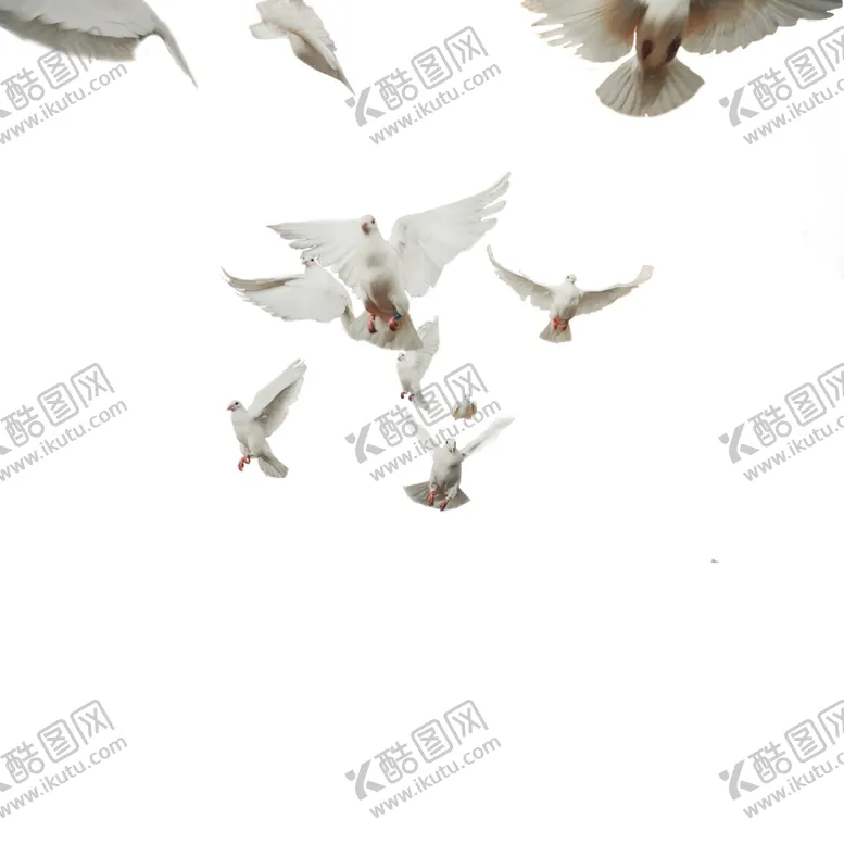 编号：39325207031101245623【酷图网】源文件下载-飞翔的鸽子