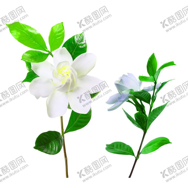 编号：90869706240937316430【酷图网】源文件下载-花素材