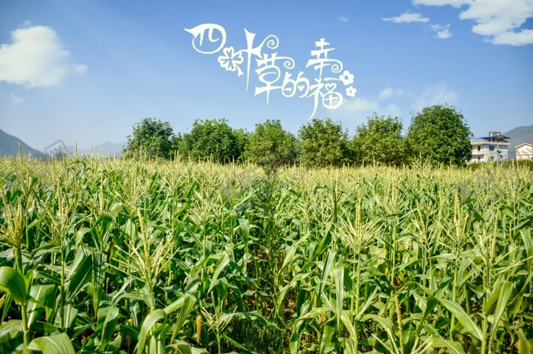 编号：14427906181357194695【酷图网】源文件下载-玉米地