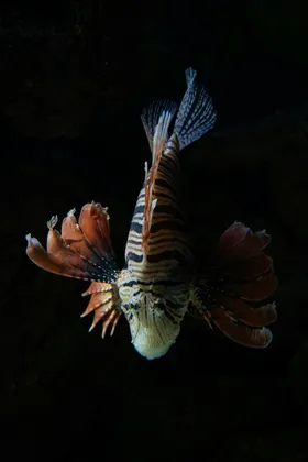 海底世界生物洋生物摄影