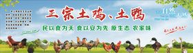 正宗土鸡土鸭海报