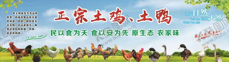 编号：37122706171411458576【酷图网】源文件下载-正宗土鸡土鸭海报