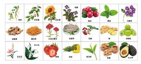 中草药川芎