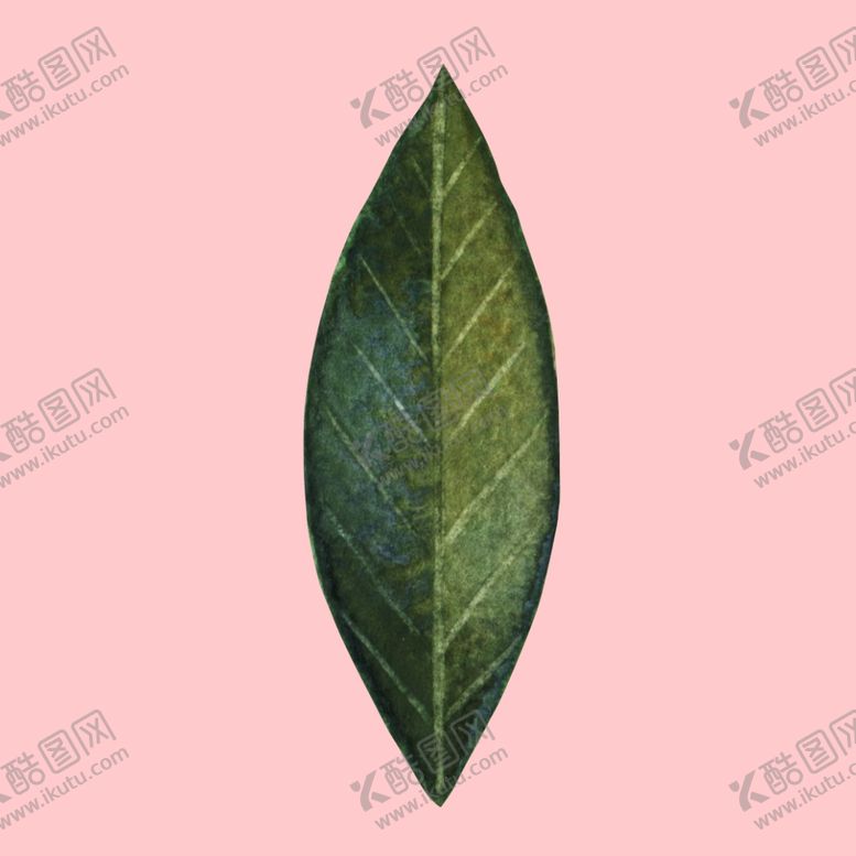 编号：20059309191226426147【酷图网】源文件下载-水彩植物