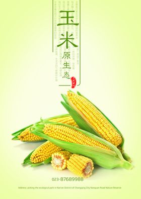玉米海报
