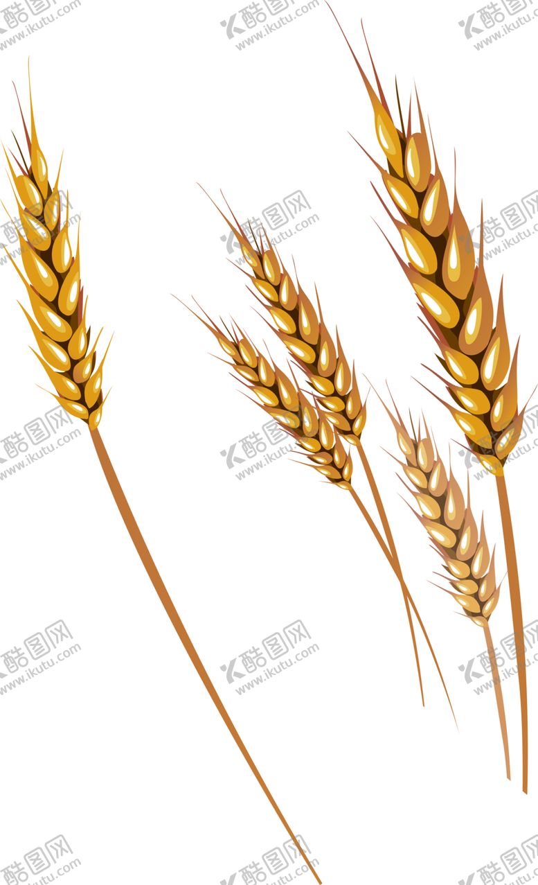 编号：43893607041903411992【酷图网】源文件下载-透明小麦png素材