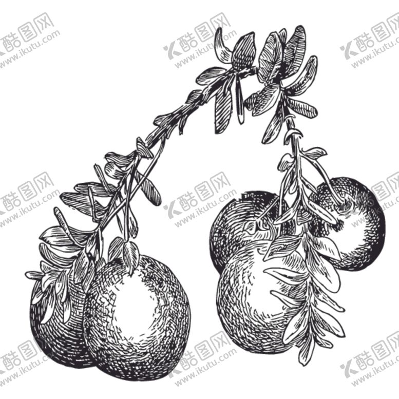 编号：30160810081707223889【酷图网】源文件下载-水果绘画线稿图案