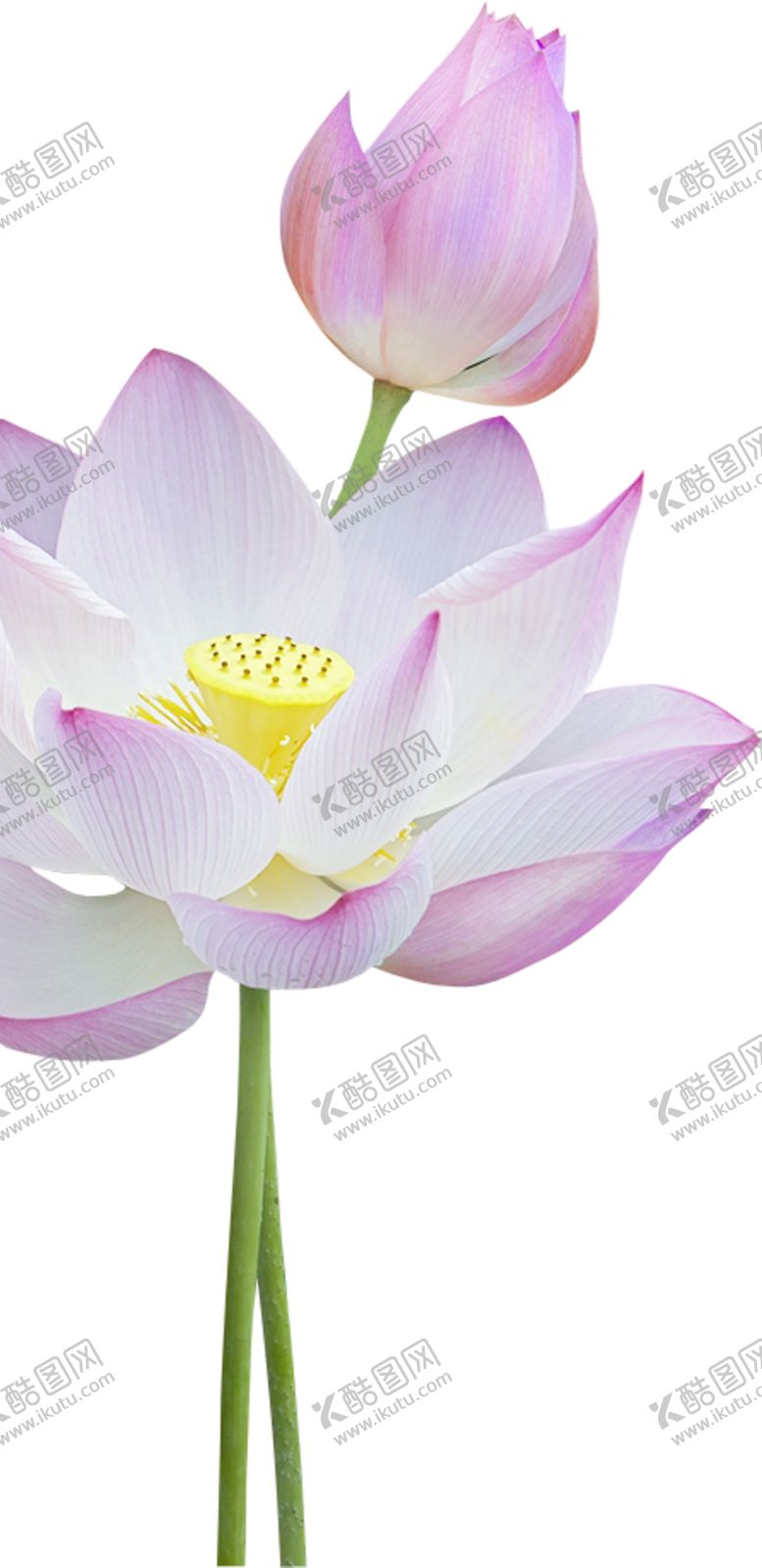 编号：96847210100701399257【酷图网】源文件下载-荷花元素