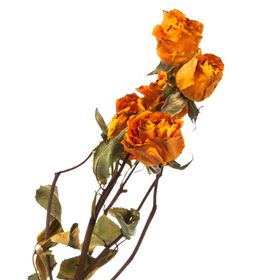 免抠背景干花枯花