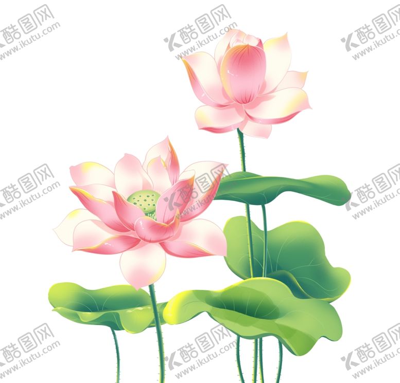 编号：21432201121721297234【酷图网】源文件下载-荷花