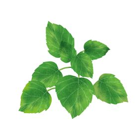 薄荷植物元素