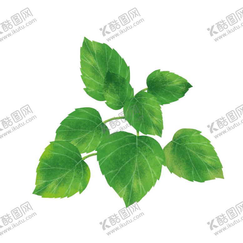 编号：90703505121217046318【酷图网】源文件下载-薄荷植物元素