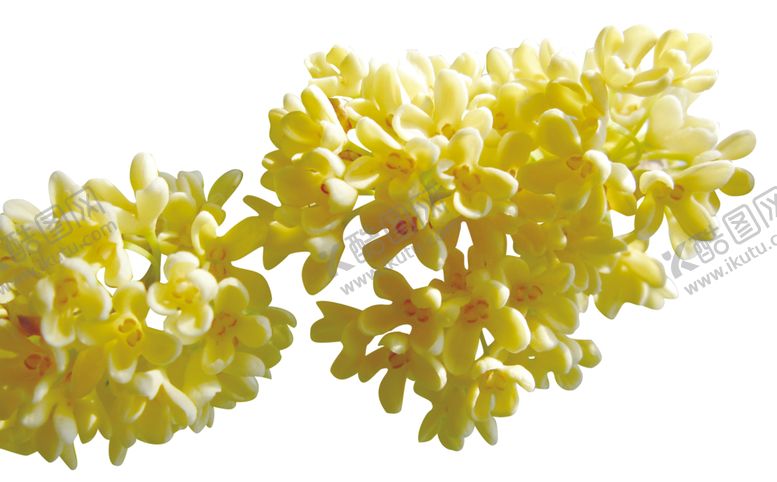 编号：66850710121243034514【酷图网】源文件下载-手绘植物花卉