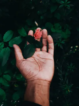 玫瑰摄影自然景观花卉