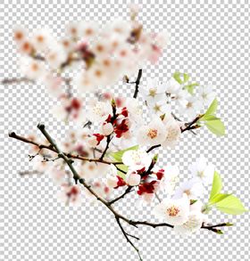 透明底梅花梅花素材梅