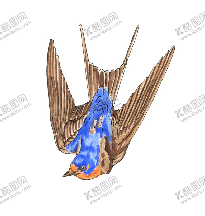 编号：11134607021304542029【酷图网】源文件下载-燕子素材