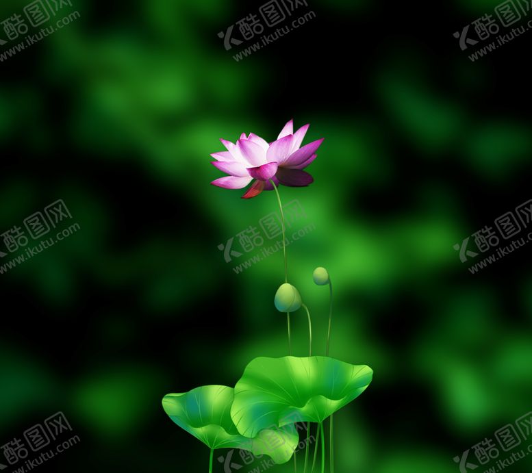 编号：87503305140058156763【酷图网】源文件下载-唯美荷花