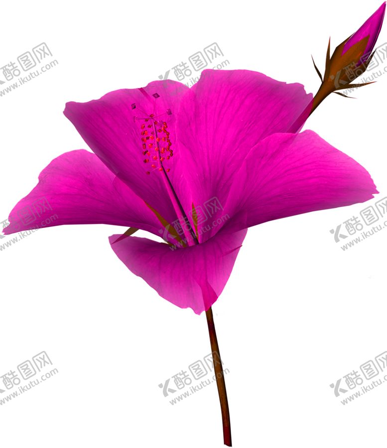 编号：30395405161748265175【酷图网】源文件下载-鲜花素材