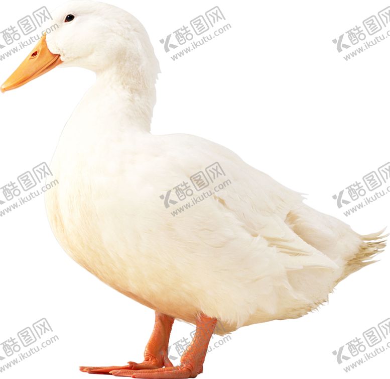 编号：62959110120516523793【酷图网】源文件下载-家禽鸭子鹅元素