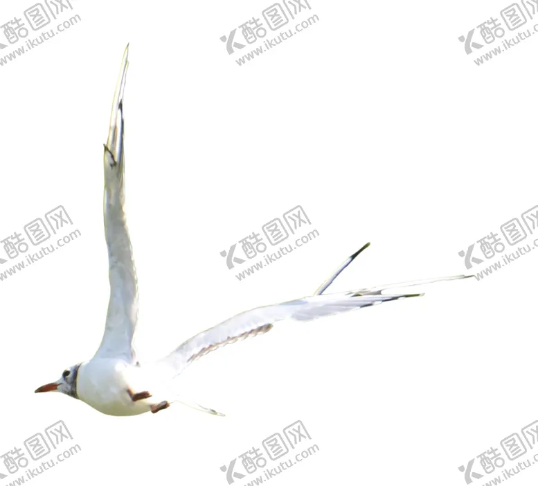 编号：17251701282116456771【酷图网】源文件下载-海鸥素材
