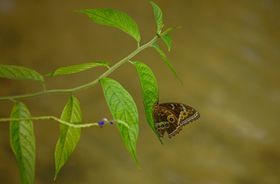 蝴蝶虫类生物世界昆虫摄影
