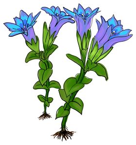 龙胆草