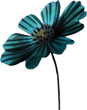 暗黑风植物花朵