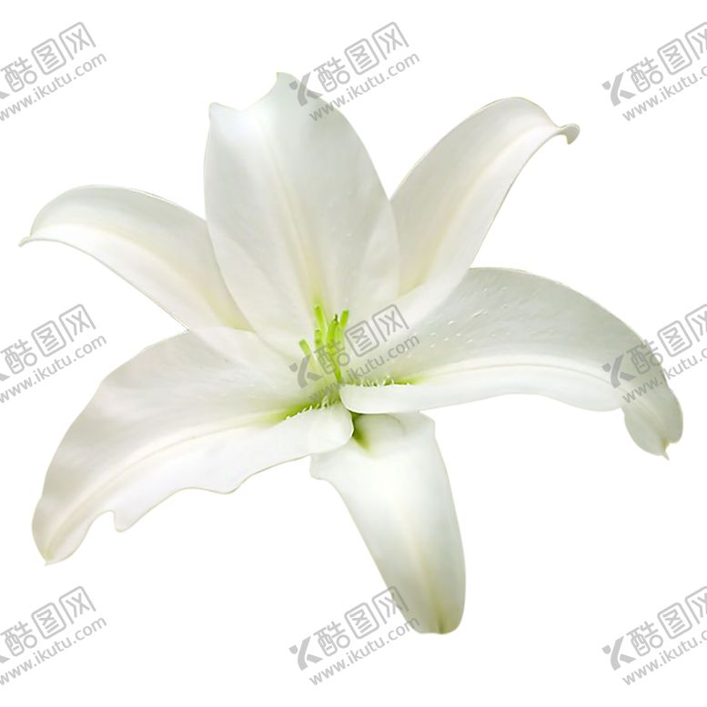 编号：45249205191156546099【酷图网】源文件下载-手绘植物花卉