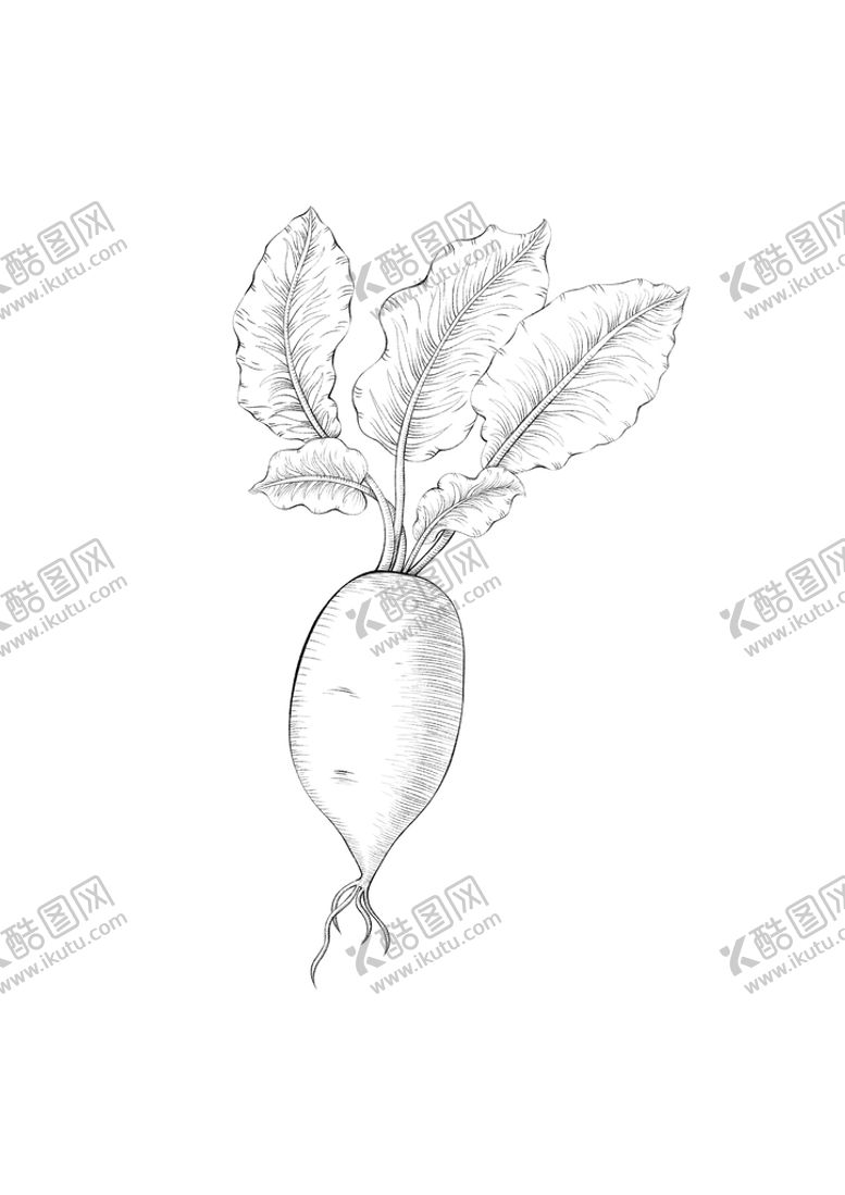 编号：92145709202244043724【酷图网】源文件下载-手绘插画萝卜植物素材线稿