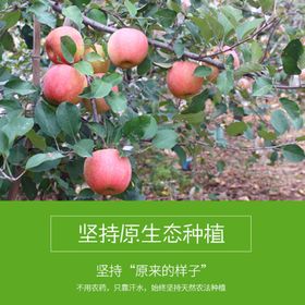 丰县丑苹果大沙河丑苹