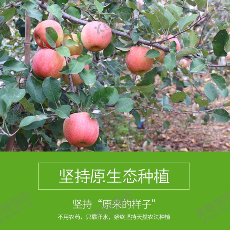 编号：52796605051711166634【酷图网】源文件下载-丰县丑苹果大沙河丑苹