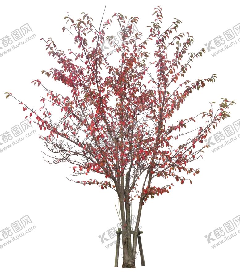 编号：95412609210110537470【酷图网】源文件下载-免扣植物素材图片