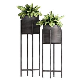 植物