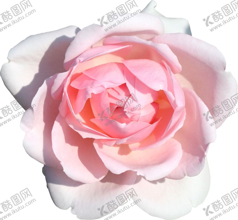 编号：41726610242201147316【酷图网】源文件下载-花朵